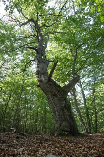 Standing deadwood in the Darss primeval forest