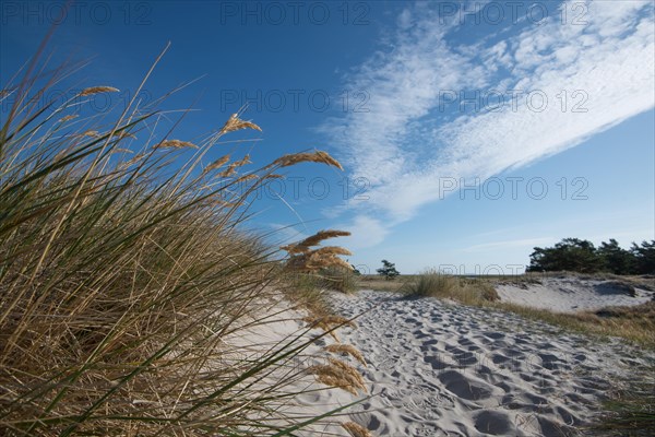 Path through the dune