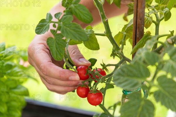 Woman picking ripe cherry tomatoes on the vine in the garden