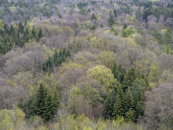 Baeume im Naturpark Schoenbuch bei Herrenberg