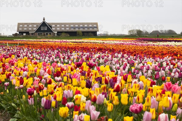 Tulip field