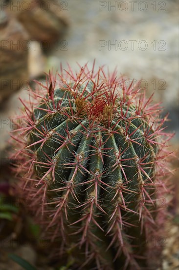 Mexican lime cactus