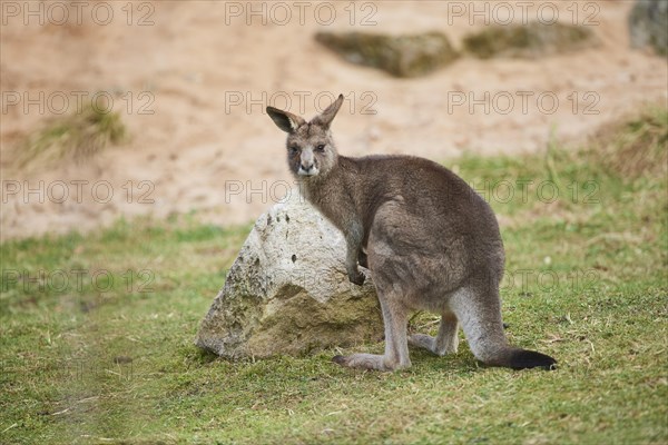 Eastern grey kangaroo