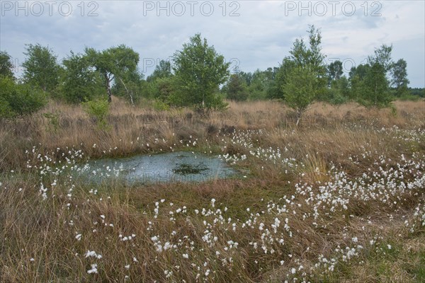 Common cottongrass