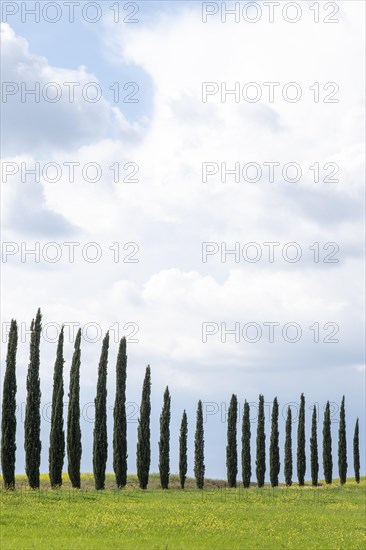 Cypresses