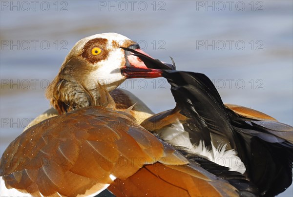 Egyptian goose