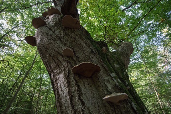 Standing deadwood in the Darss primeval forest