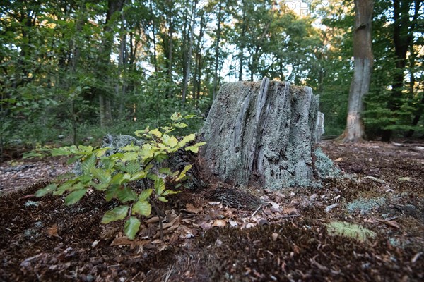 Tree stump in the Darss primeval forest