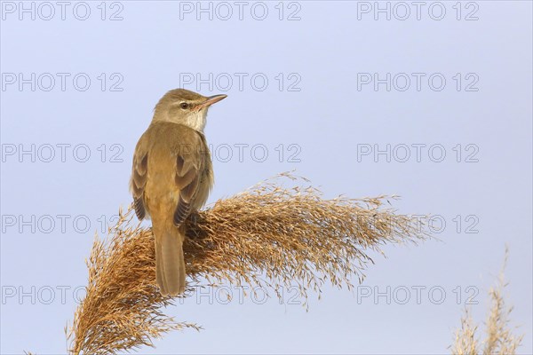 Great reed warbler