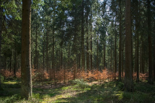 Forest in transition