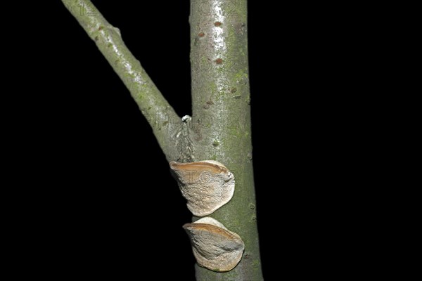 Tree fungus on a deadwood