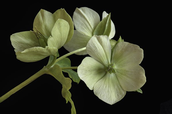 Flowers of a christmas rose