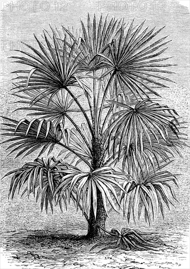 Rhapis excelsa