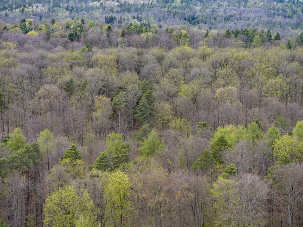 Baeume im Naturpark Schoenbuch bei Herrenberg