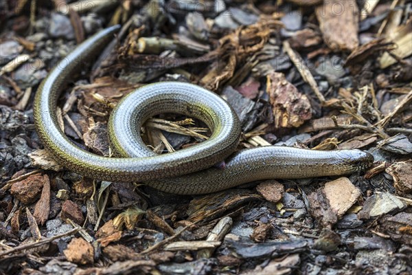 Slow worm