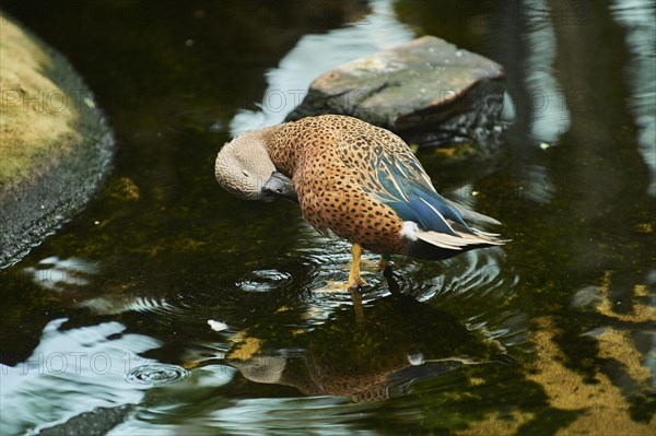 Red shoveler