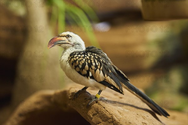 Northern red-billed hornbill