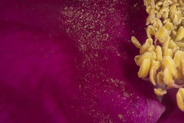 Close-up of the pollen of a dog rose