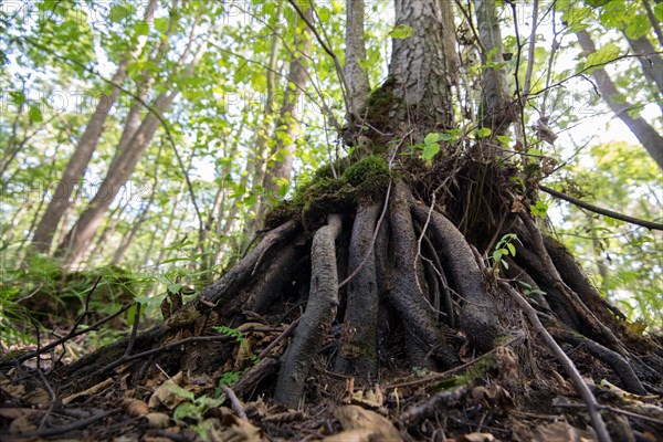 Mixed beech forest