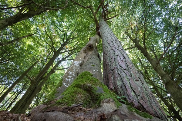 Darss primeval forest