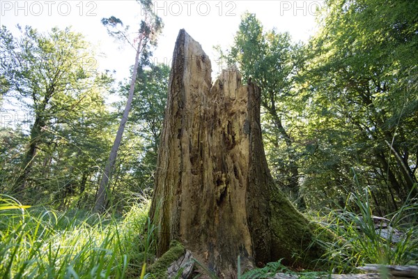 Tree stump in the Darss primeval forest