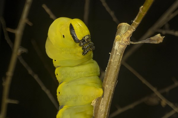 Larva