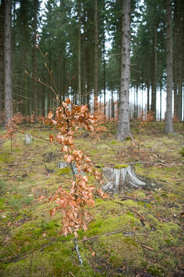 Forest in transition