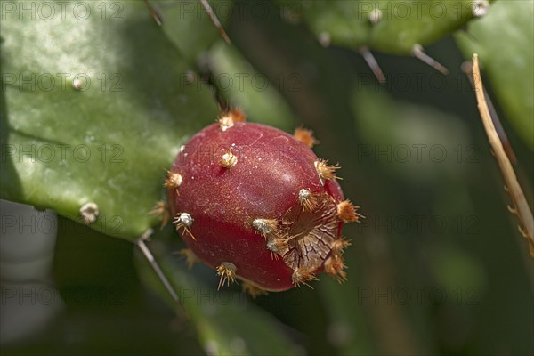 Fruit of the cactus pear