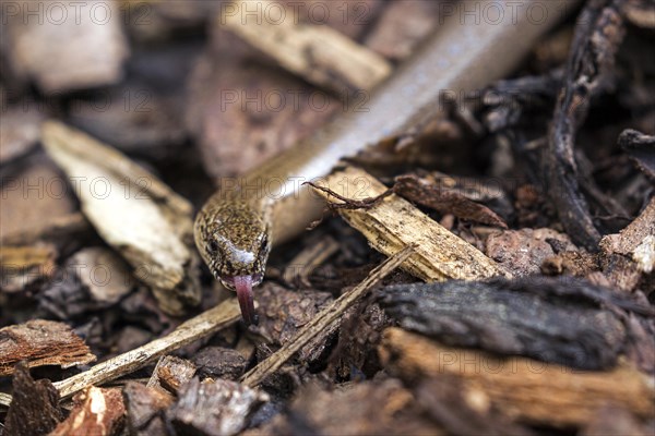 Slow worm