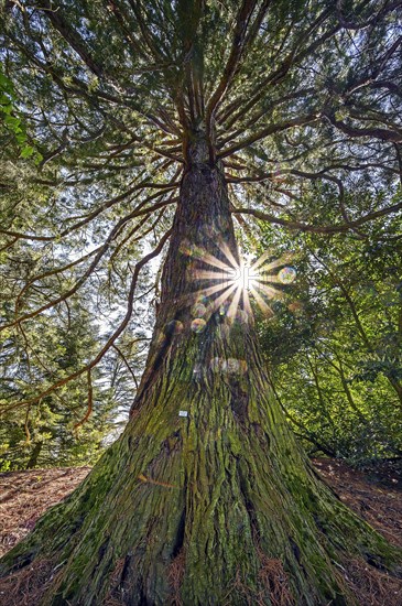 Giant sequoia