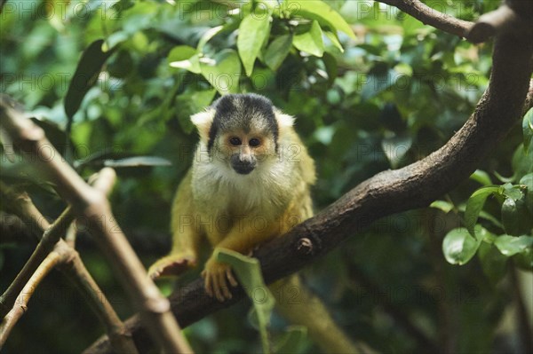 Black-capped squirrel monkey