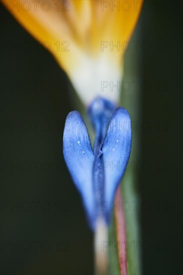 Crane flower