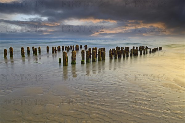 Algae-covered groynes at sunset on the beach of Rantum