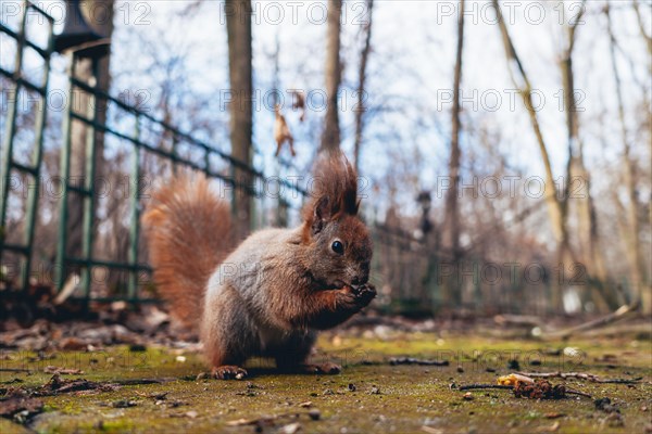 Squirrel eating nut