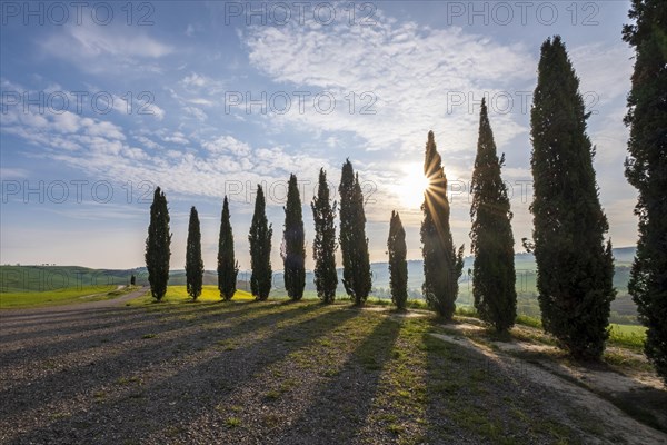 Ring of cypresses