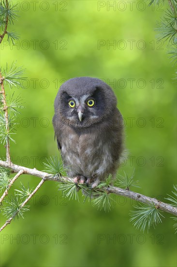 Tengmalm's Owl