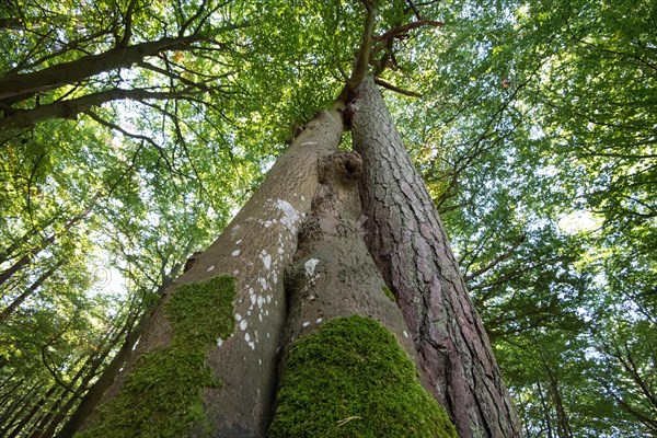 Darss primeval forest