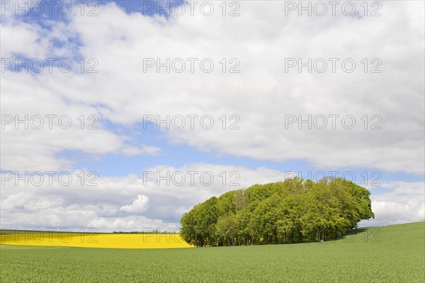 Deciduous tree grove between flowering rape