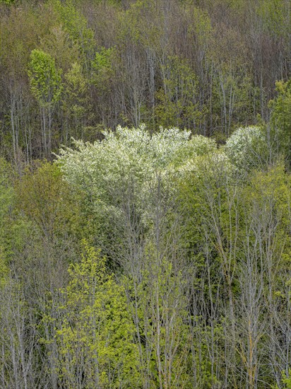 Baeume im Naturpark Schoenbuch bei Herrenberg