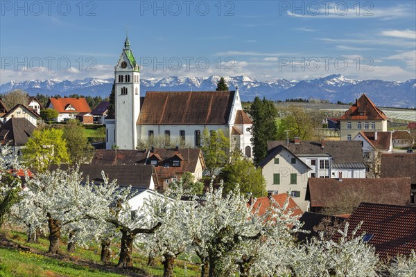 Fruit tree blossom in Gattnau