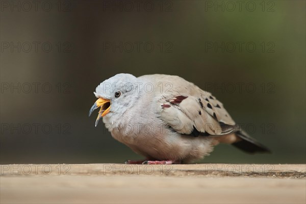 Croaking ground dove