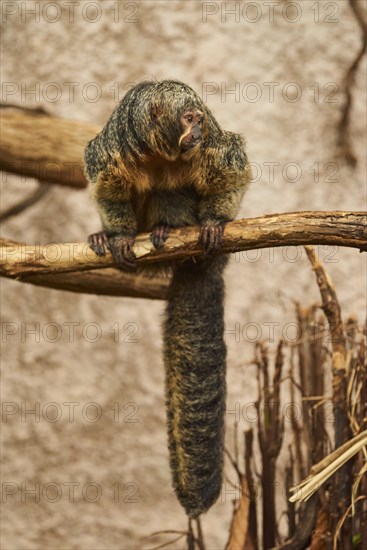 White-faced saki