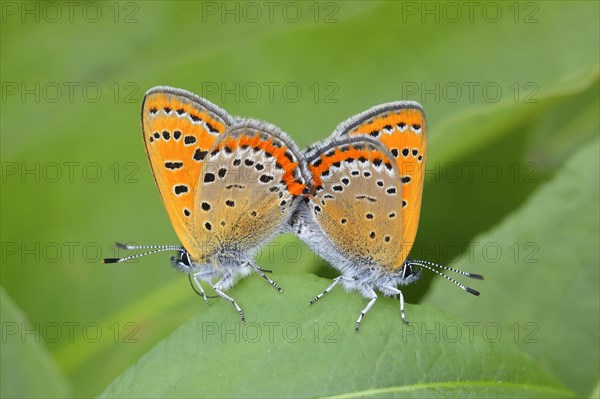 Blue iris fire butterfly