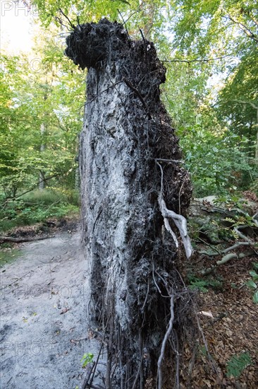 Root plate in the Darss primeval forest