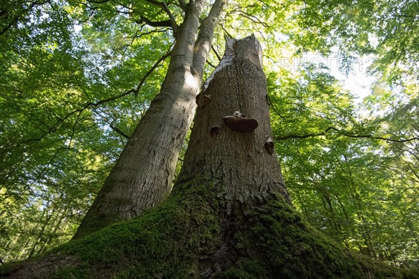 Standing deadwood in the Darss primeval forest