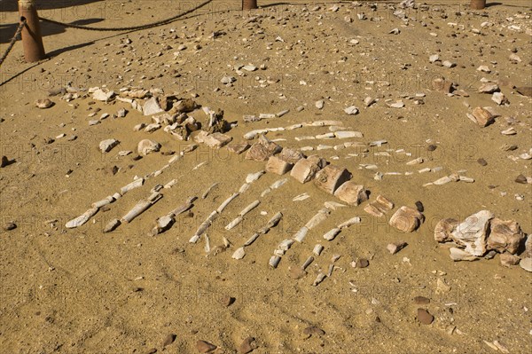 Skeleton of a Basilosaurus whale