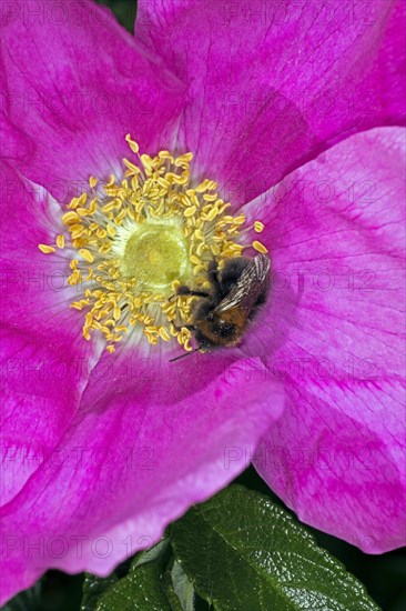 A bee collects nectar on a dog rose