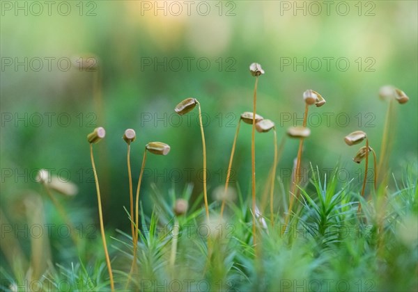 Common haircap moss