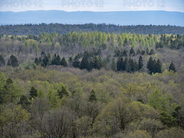 Baeume im Naturpark Schoenbuch bei Herrenberg