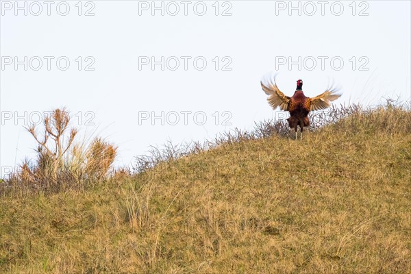 Courting Hunting Pheasant